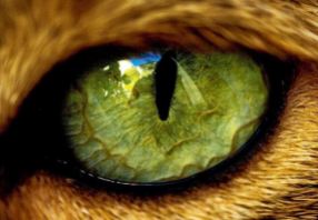 oeil de chat siamois