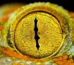 oeil de python (2)