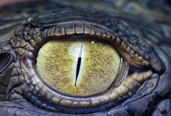 oeil du crocodile du Nil