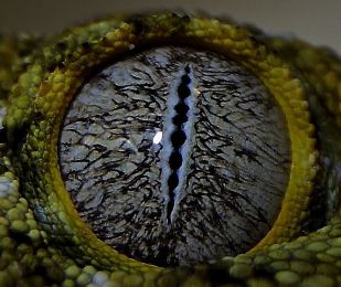 oeil du gecko geant de nouvelle caledonie